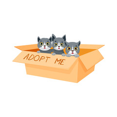Adopt a cat, cute kittens sitting in carton box waiting owner and adoption into family. Isolated vector little cats characters on animals distribution fair, save life and help to stray pets charity