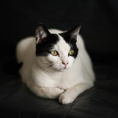 Cat posing while laying comfortable on a chair