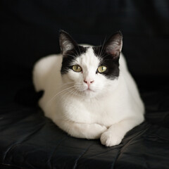 Beatyful cat laying at ease and wondering what the heck you are doing