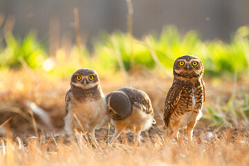 Burrowing owl family on the nature