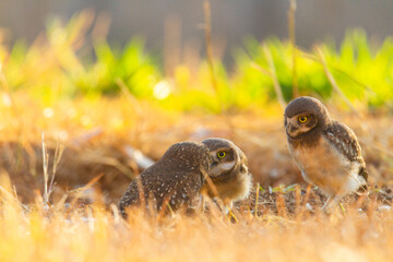 Burrowing owl family on the nature