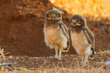 Burrowing owl family on the nature