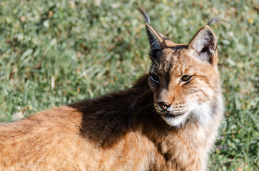 Obraz premium medium shot of an Iberian lynx