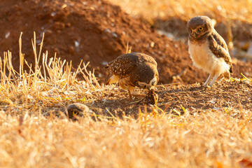 Burrowing owl family on the nature