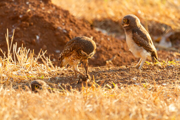 Burrowing owl family on the nature
