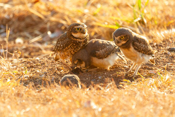 Burrowing owl family on the nature