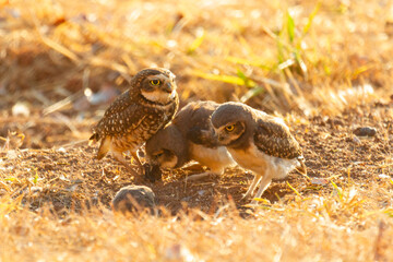 Burrowing owl family on the nature