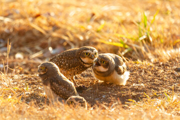 Burrowing owl family on the nature
