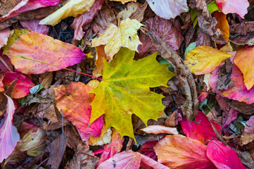 Abstract background of autumn leaves. Autumn background.