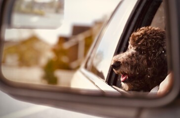 dog in car