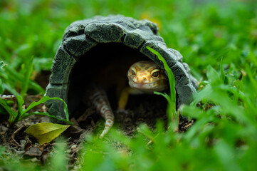 Common leopard gecko on the ground