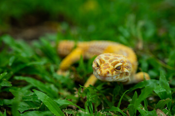 Common leopard gecko on the ground