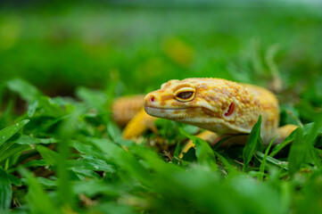 Common leopard gecko on the ground