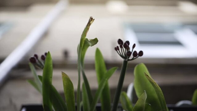 Tilt up video of a decorative plant below a defocused building.
