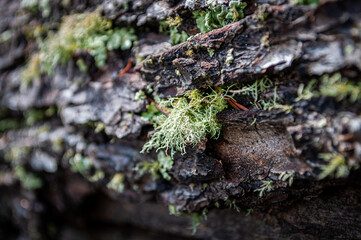 Ancient Growth