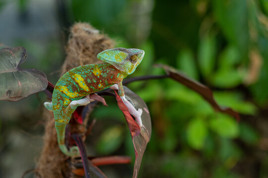 chameleon with blur background, predator