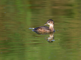 Fototapeta premium Little Grebe swimming in green water