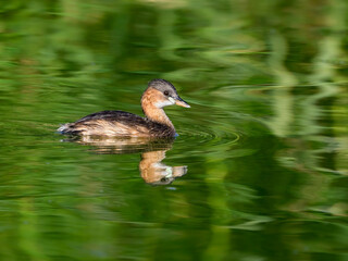 Little Grebe swimming in green water