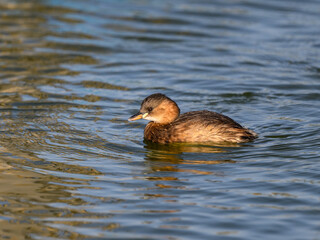 Little Grebe swimming in blue water