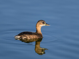 Little Grebe swimming in blue water