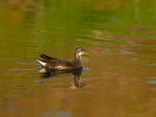 Juvenile Common Moorhen or Eurasian Moorhen swimming in green orange water on the pond