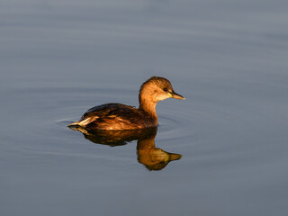Little Grebe swimming in blue water