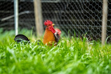 Fototapeta premium free range poultry layers on a ranch in america