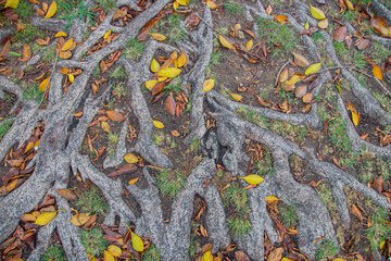 roots autumn