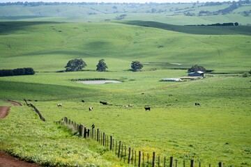 Fototapeta na wymiar cows in a field in Australia