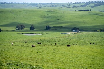 cattle and cows in a field on outback australia