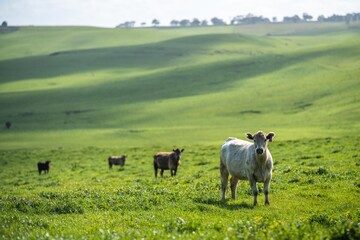 cows and cattle stud organic and regenerative agriculture
