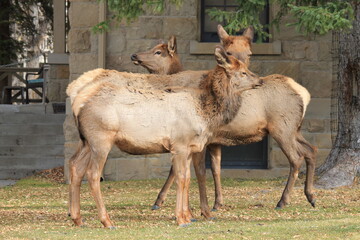 herbivores by human habitats