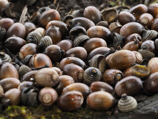 Tokyo,Japan - November 20, 2022: Acorns of White oak or Chinese evergreen oak or Quercus myrsinifolia or Cyclobalanopsis myrsinifolia
