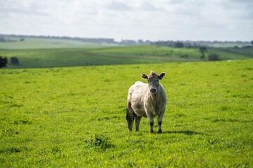 angus and wagyu stud cows and bulls on a farm
