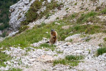 marmot in the mountains