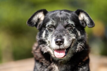 cattle and cows in a field on outback australia