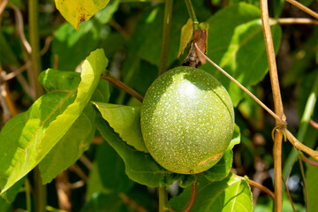 Raw fruit of Passion Fruit. Fruit that hides the sunlight under the shadow of the leaves.
