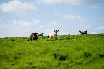Obraz premium livestock on an agricultural farm on a ranch on pasture and grass