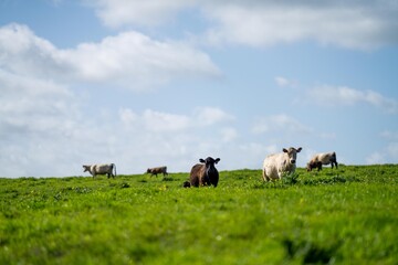 pasture and cows and livestock on a farm in America © Phoebe