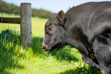 livestock on an agricultural farm on a ranch on pasture and grass