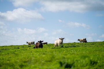 cows in a field in Australia