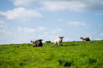 cows in a field in Australia