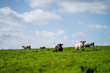 beautiful cows and cattle grazing on pasture in spring in asia - obrazy, fototapety, plakaty
