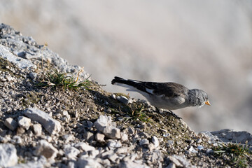 bird on a rock