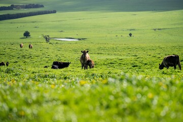 cattle and cows in a field on outback australia