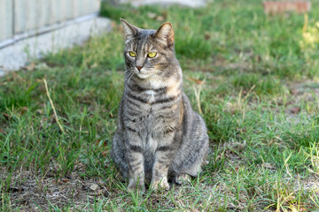 Obraz premium cat on the grass