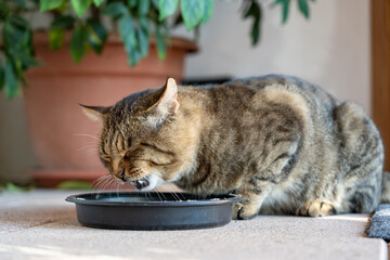 cat eating