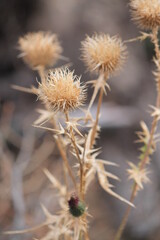 thistle in its sleep