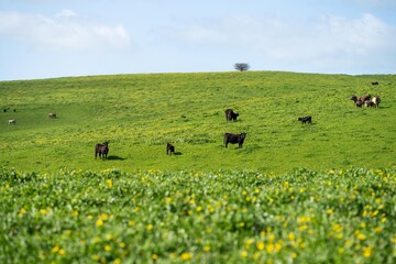 cattle and cows in a field on outback australia