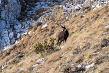 chamois in the mountains